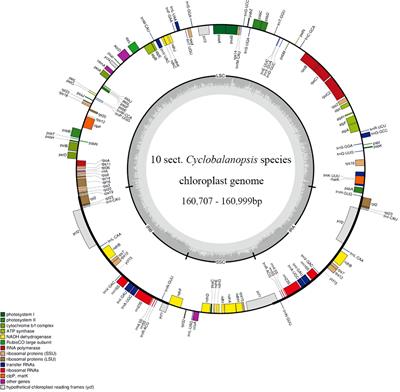 Comparative and phylogenetic analysis of chloroplast genomes from ten species in Quercus section Cyclobalanopsis